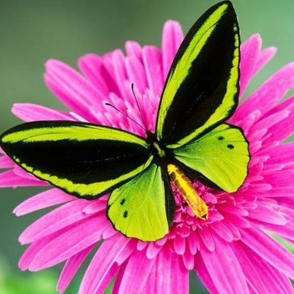 Meet your Posher, Kennie - Picture 1 of 1